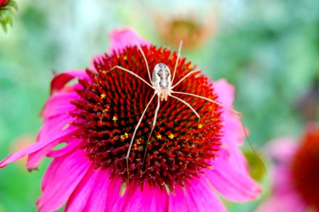 Flower Nectar Close Up Pollen