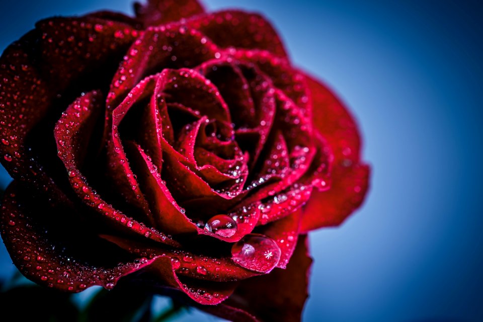 Red Rose Flower Garden Roses