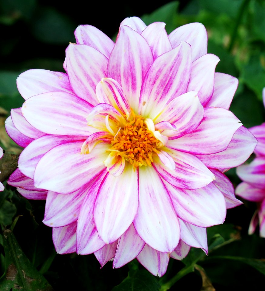 Flower Plant Flora Dahlia