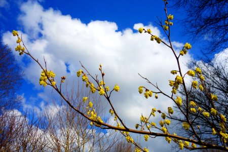 Sky Yellow Branch Cloud