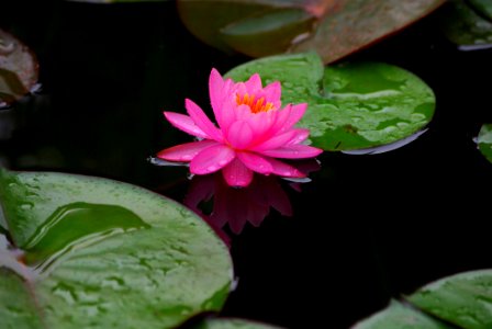 Flower Plant Flora Sacred Lotus