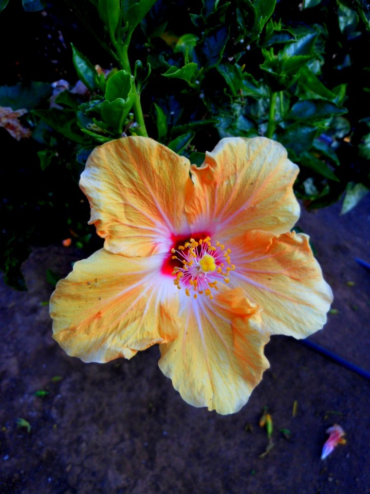 Flower Plant Hibiscus Flowering Plant