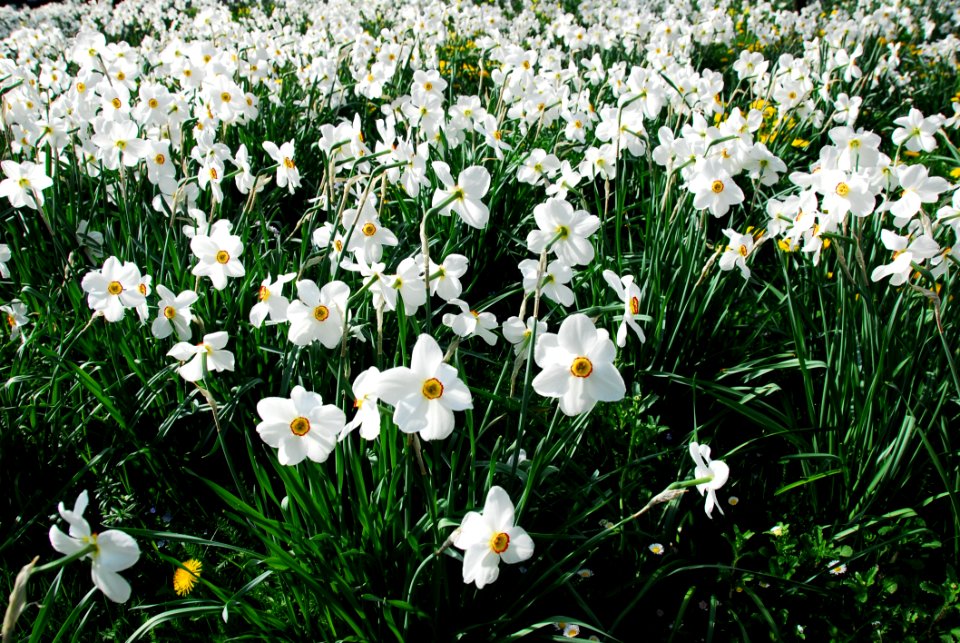 Flower Plant Flowering Plant Flora