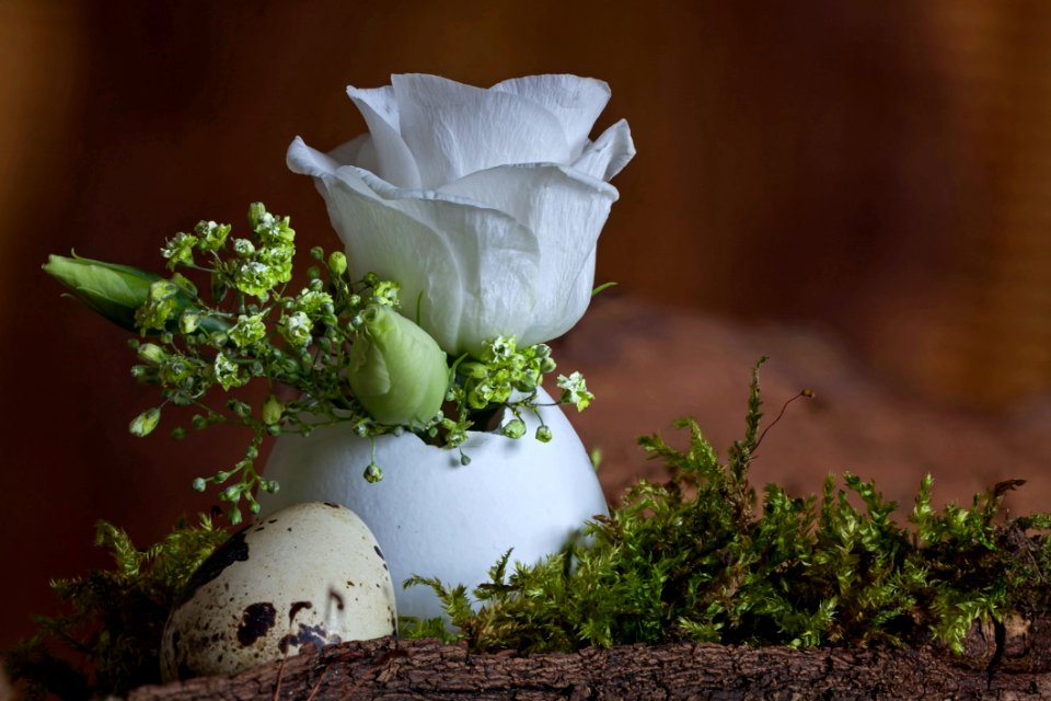 Flower Plant Flora Petal