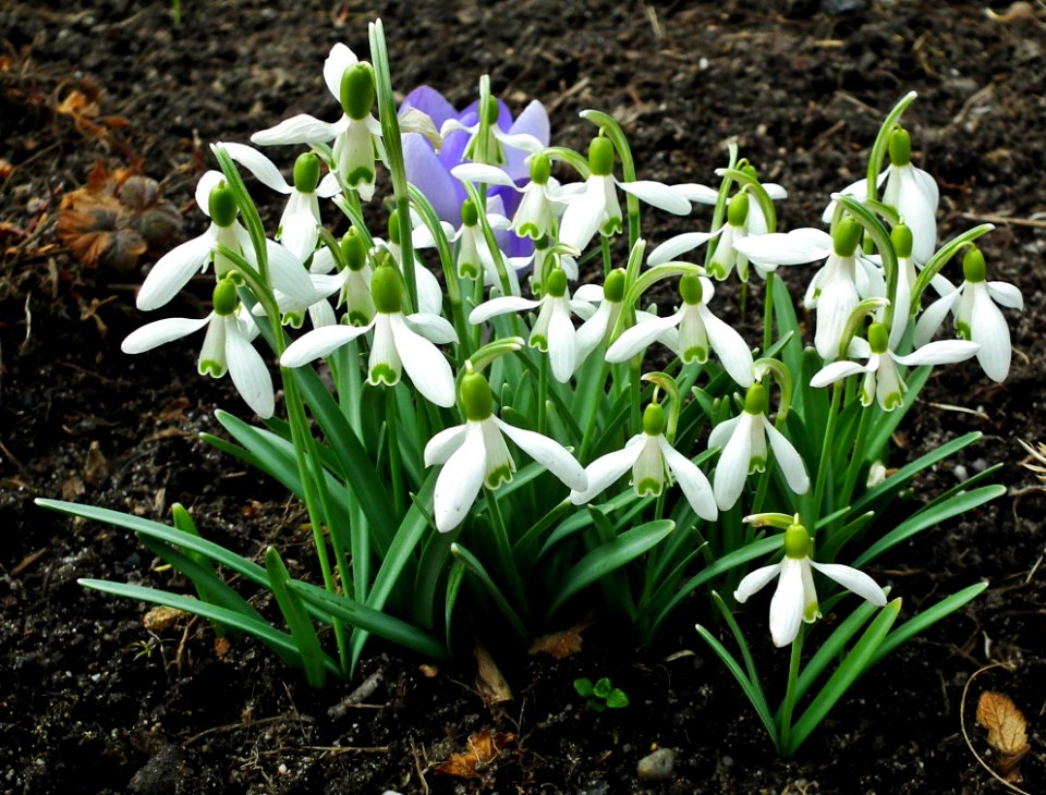 Plant Galanthus Flower Flowering Plant