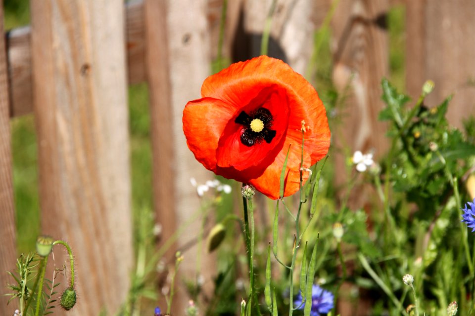 Flower Wildflower Poppy Flora