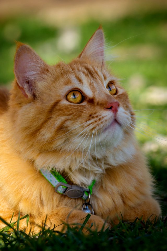 Cat Whiskers Fauna Mammal