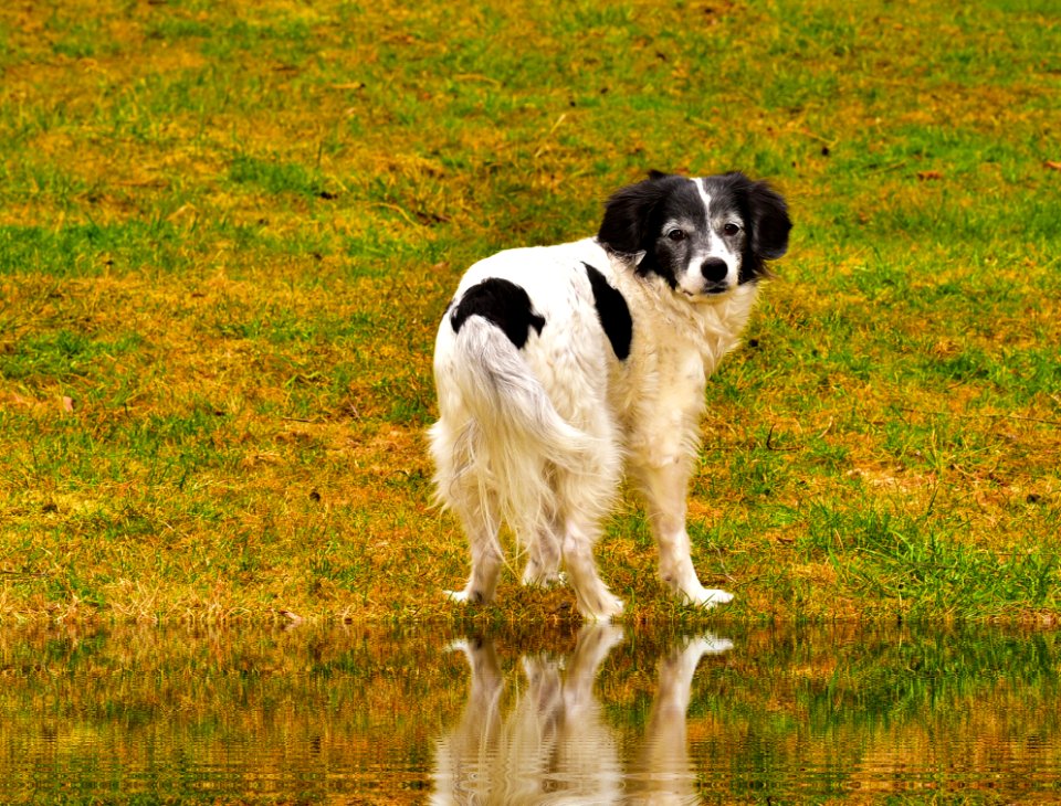 Dog Dog Breed Dog Like Mammal Grass photo