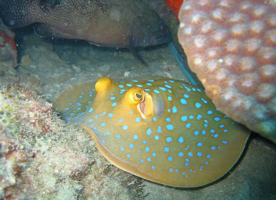 Fish reef ocean photo