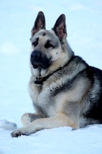 Dog Dog Like Mammal East European Shepherd Norwegian Elkhound photo