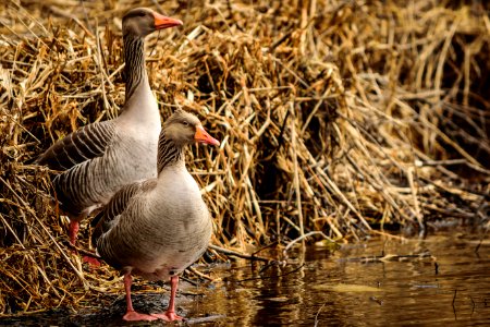 Bird Water Bird Duck Fauna photo