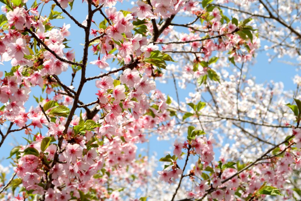Flower Blossom Pink Branch