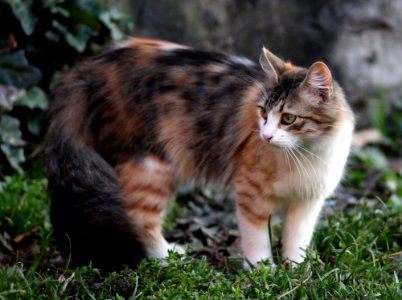Cat Fauna Mammal Small To Medium Sized Cats photo