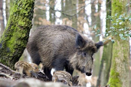 Pig Like Mammal Pig Wild Boar Mammal photo