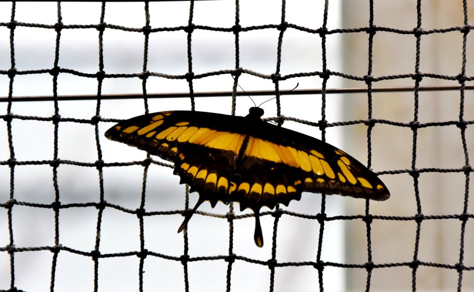 Moths And Butterflies Invertebrate Insect Butterfly