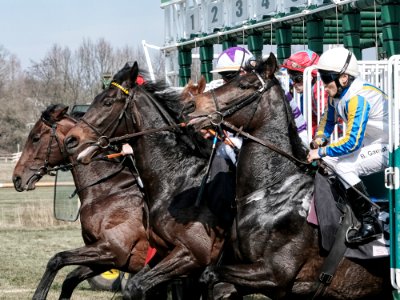 Jockey Horse Horse Harness Horse Racing photo