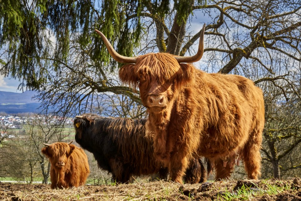 Cattle Like Mammal Horn Highland Wildlife