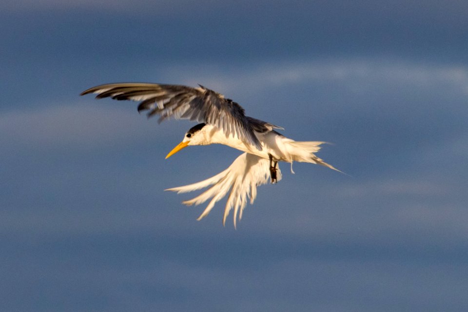 Bird Sky Beak Fauna