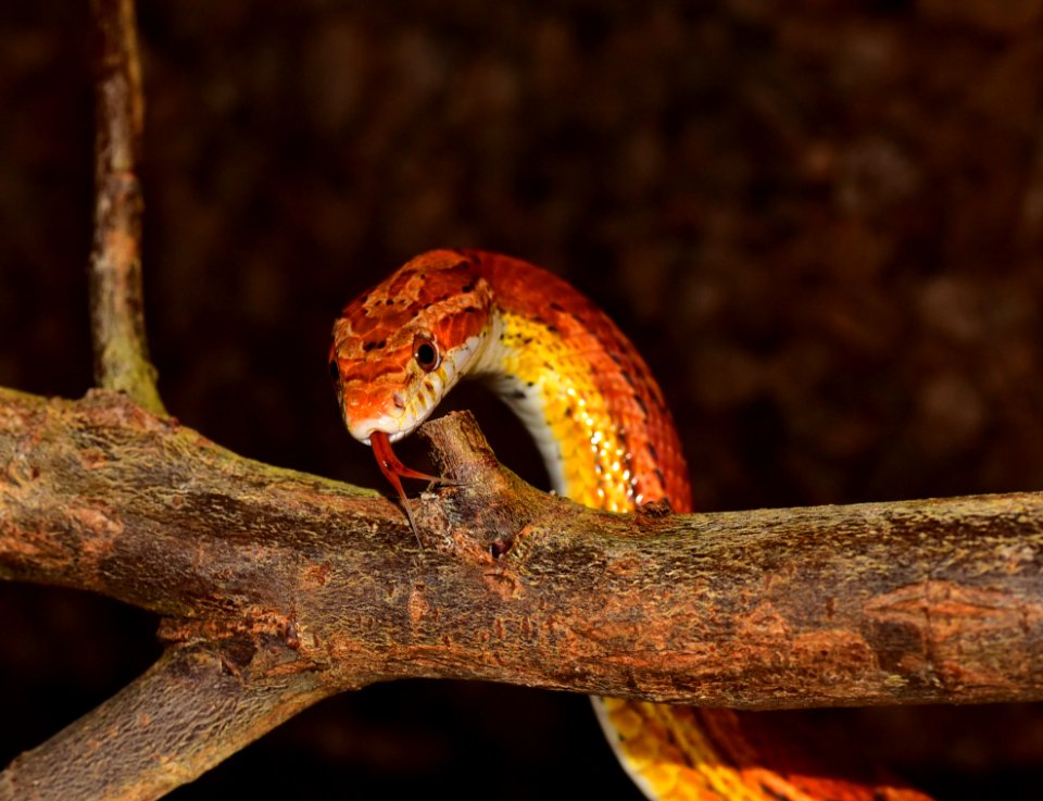 Reptile Scaled Reptile Snake Serpent