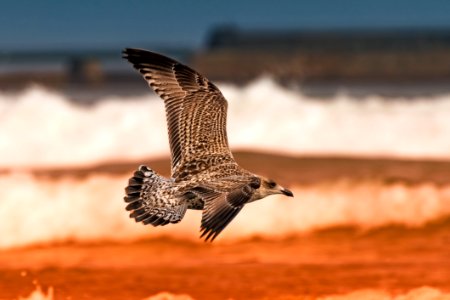 Bird Wildlife Fauna Ecosystem