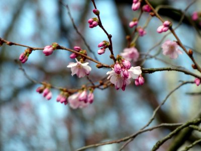 Blossom Pink Branch Spring