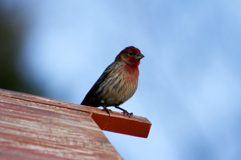 Bird House Finch Finch Beak photo