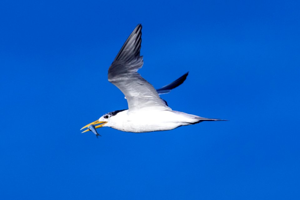 Bird Sky Fauna Beak