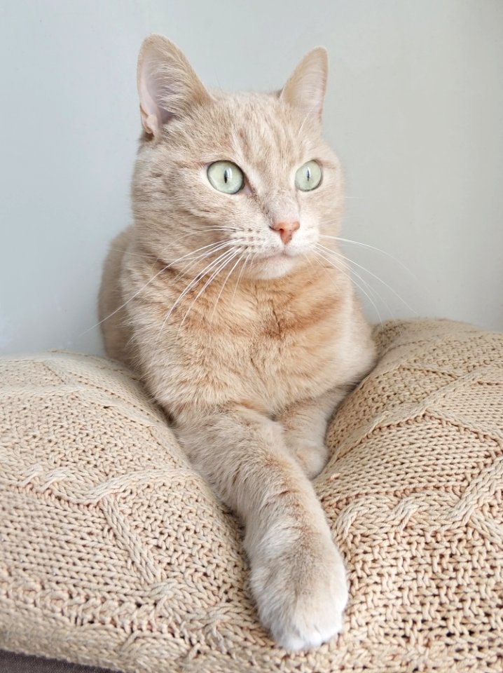 Short-coated Beige Cat On White Knitted Textile photo