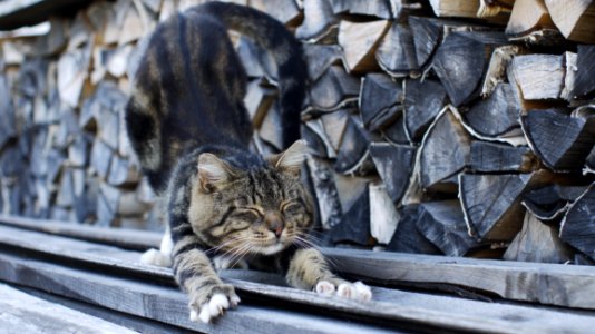 Cat Small To Medium Sized Cats Cat Like Mammal Whiskers
