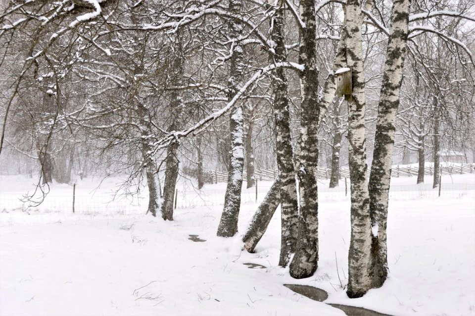 Gray And White Trees
