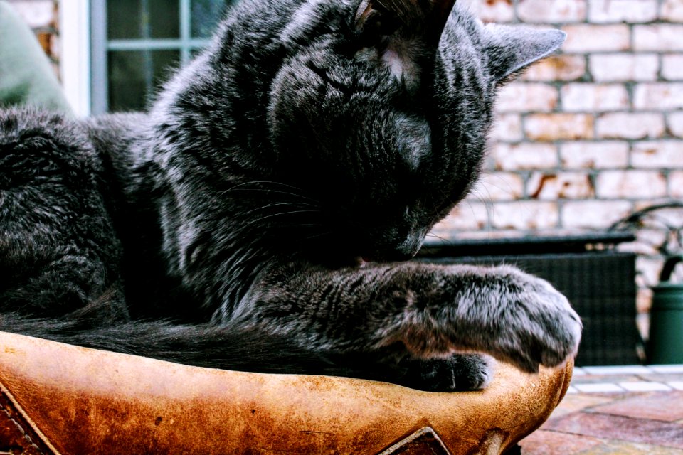 Closeup Photo Of Black Cat