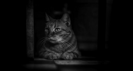 Monochrome Photography Of Cat photo