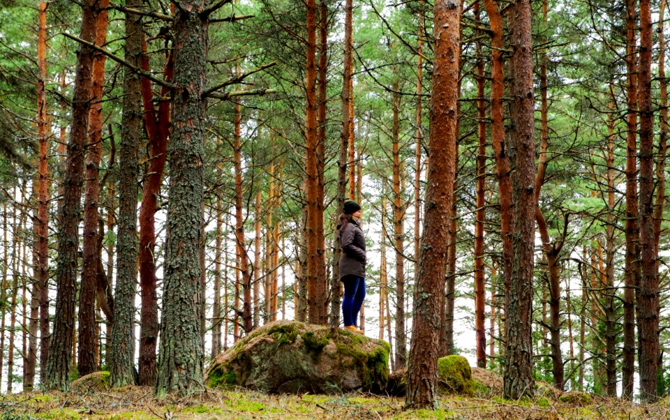 Woman On Rock Surrounded Pine Trees