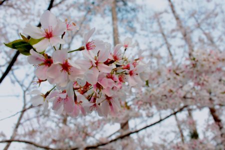 Cherry Blossom Close-up Photo photo