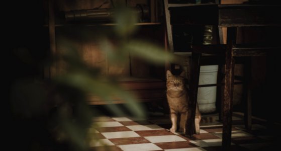 Photography Of Cat Near Chair
