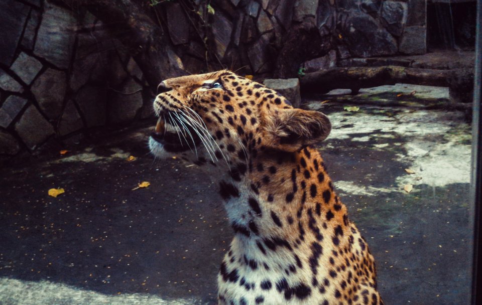 Shallow Focus Photography Leopard