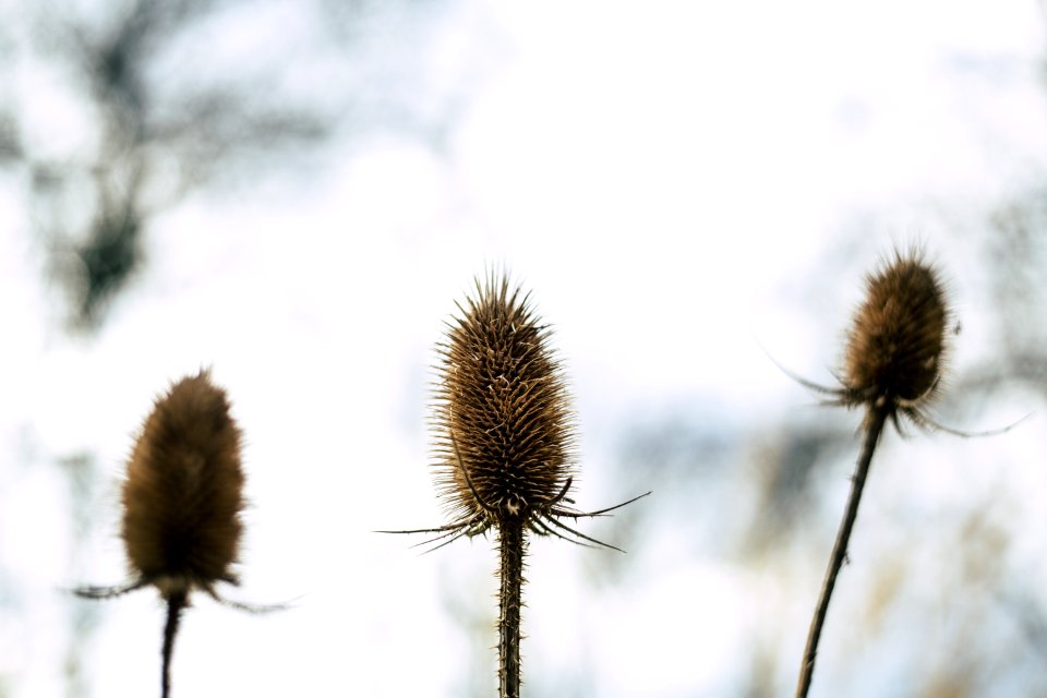 Selective Focus Photography Of Three Beige Flowers