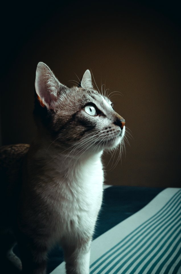 Close-up Photography Of Cat