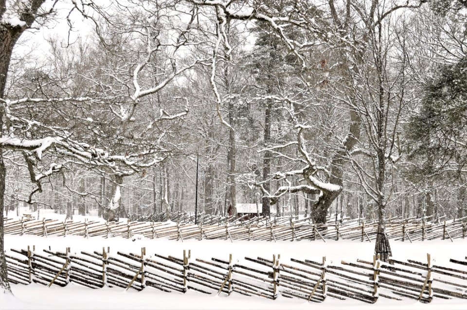 Snow Covered Forest