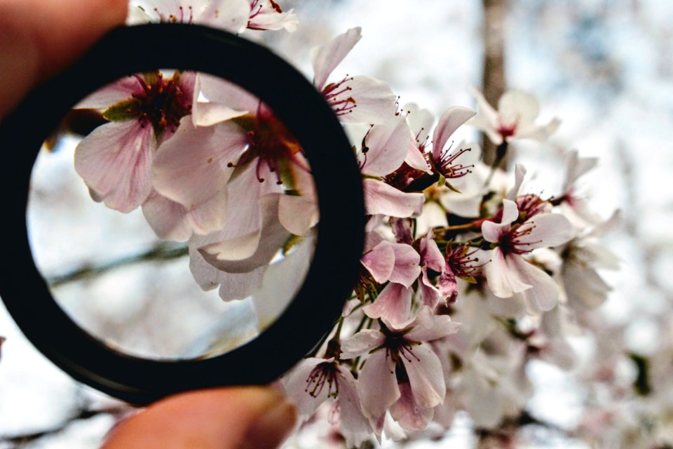 Black Ring In Front Of White Orchid Selective Focus Photography