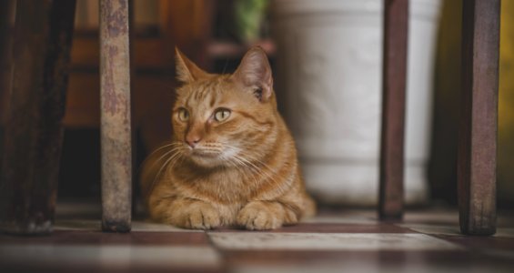 Photo Of Orange Tabby Cat photo