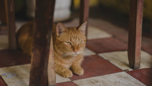 Photo Of Orange Tabby Cat Under Chair