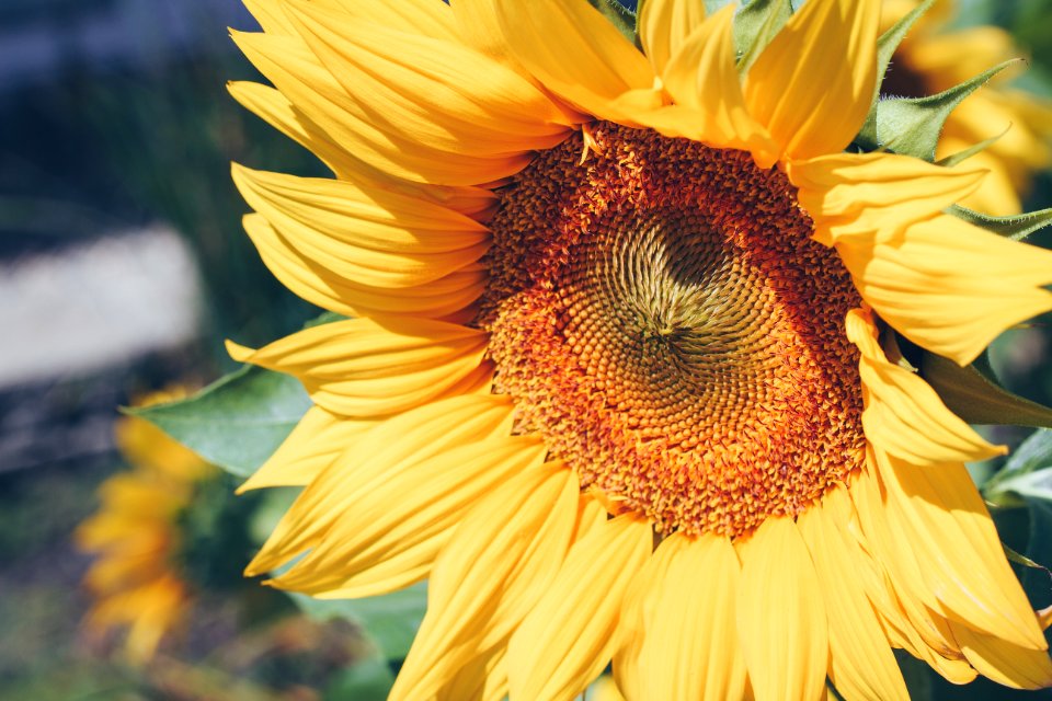 Selective Focus Photography Of Sunflower