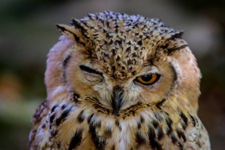 Owl Beak Bird Of Prey Bird photo