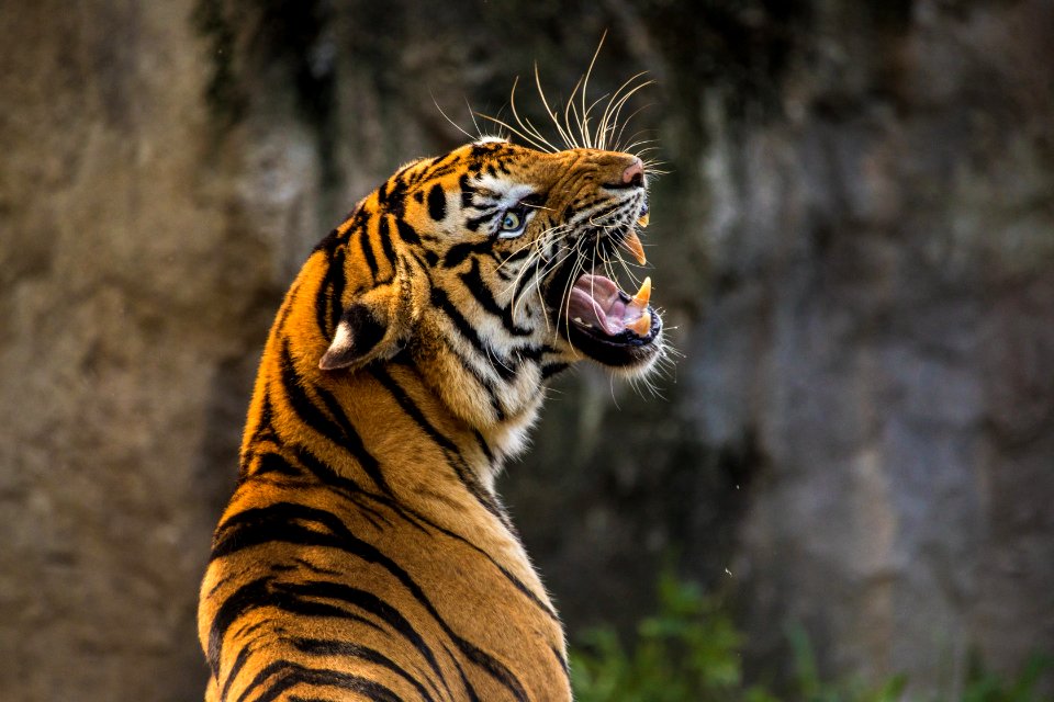 Wildlife Tiger Mammal Terrestrial Animal photo