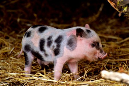 Pig Like Mammal Domestic Pig Pig Fauna photo