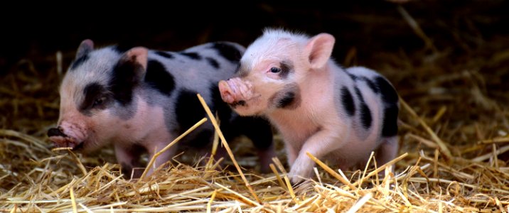 Pig Like Mammal Domestic Pig Pig Fauna photo