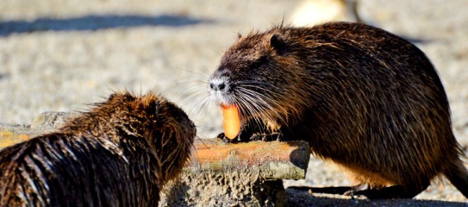 Beaver Mammal Fauna Muskrat photo