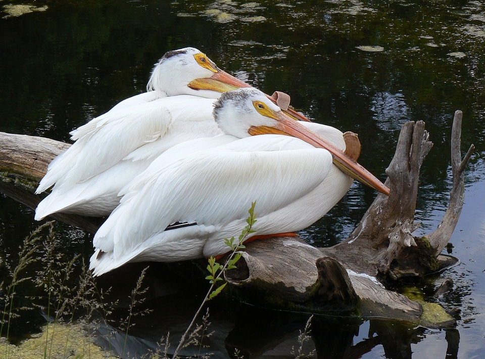 Wildlife beak outdoor