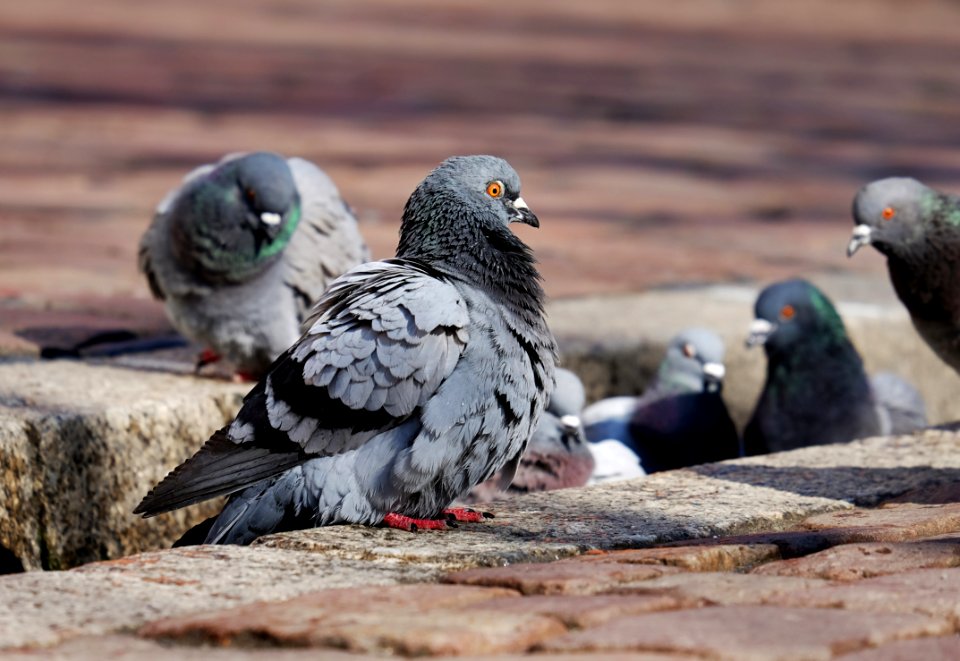 Pigeons And Doves Bird Fauna Beak photo